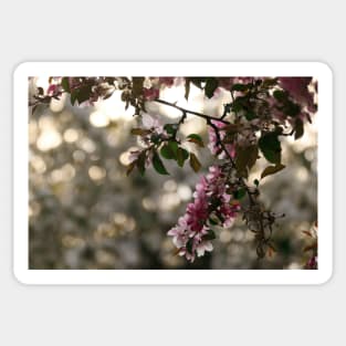 Pink flowers against a bokeh background Sticker